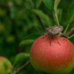 Invazija smrdibuba u voćnjaku. Brojne smeđe stjenice na plodovima i lišću, prikazuju štetu i prijetnju koju predstavljaju poljoprivredi.