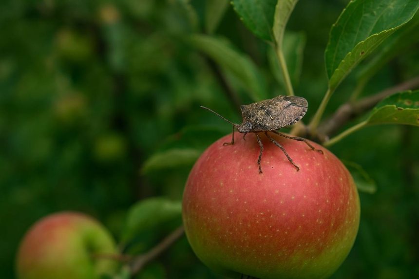 Invazija smrdibuba u voćnjaku. Brojne smeđe stjenice na plodovima i lišću, prikazuju štetu i prijetnju koju predstavljaju poljoprivredi.