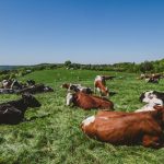 Stado krava na pašnjaku.