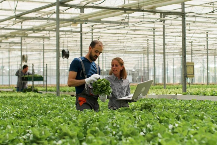 Staklenik s redovima zelenih kultura; agronom s laptopom i proizvođač s ubranim povrćem raspravljaju o kvaliteti uroda, uz prikaz moderne poljoprivredne prakse.